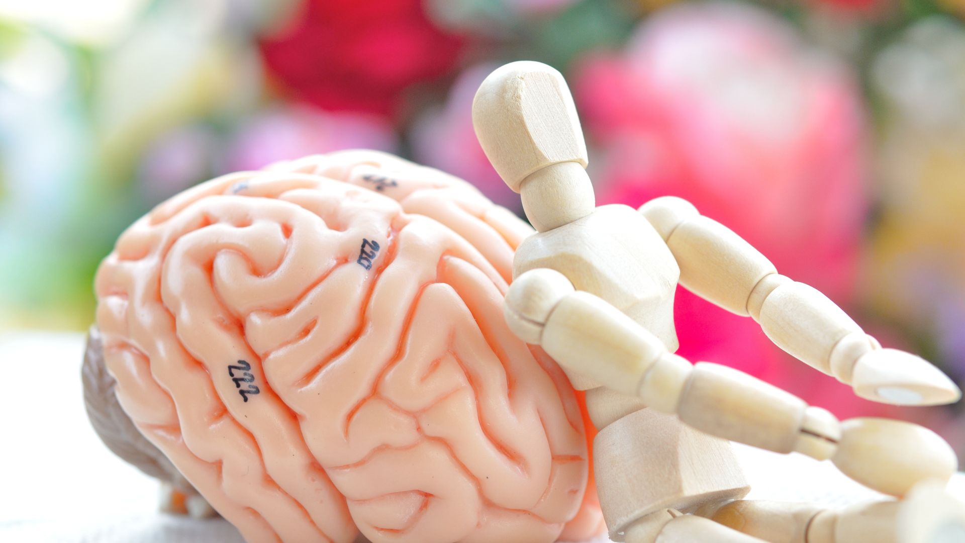 Leczenie neuroterapeutyczne pozwala wpływać na aktywność mózgu człowieka. Widoczne na zdjęciu modele przedstawiają właśnie mózg i człowieka.